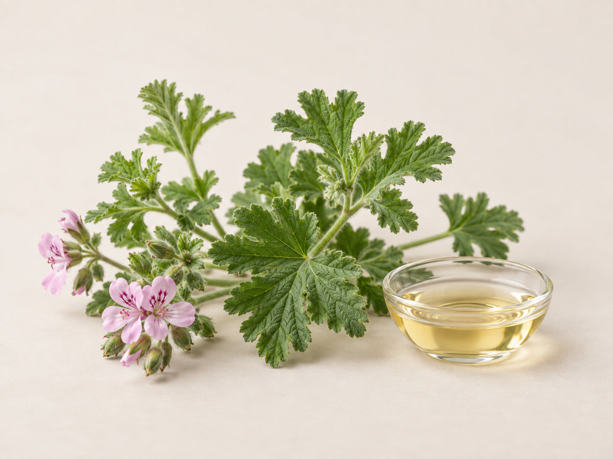 Bladeren en stengels van roosgeranium met essentiële roosgeraniumolie in een glazen schaaltje.